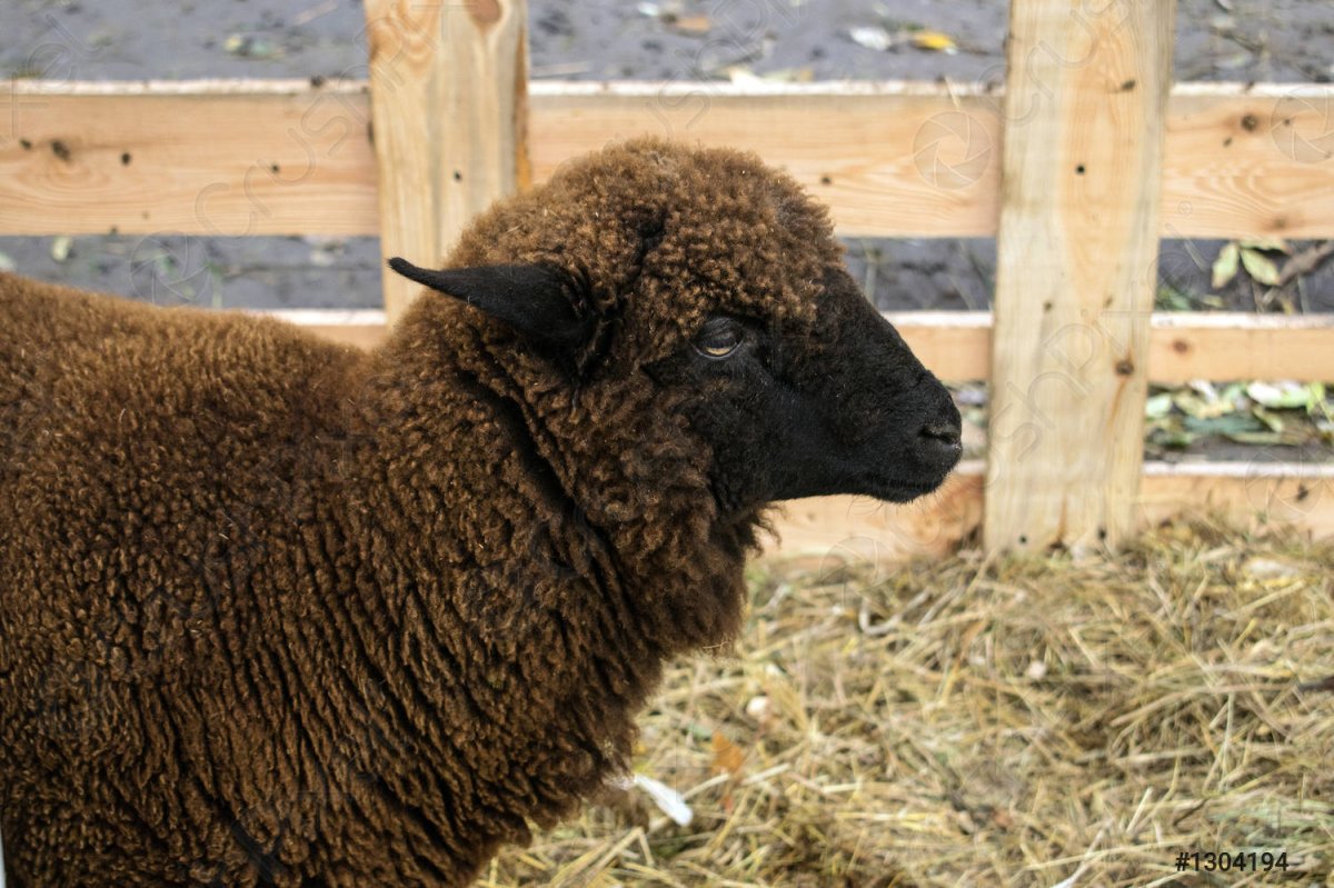 Овцы коричневого цвета