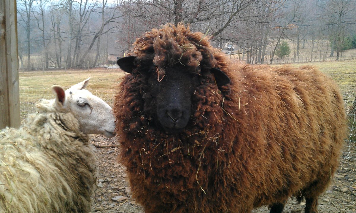 Овцы коричневого цвета