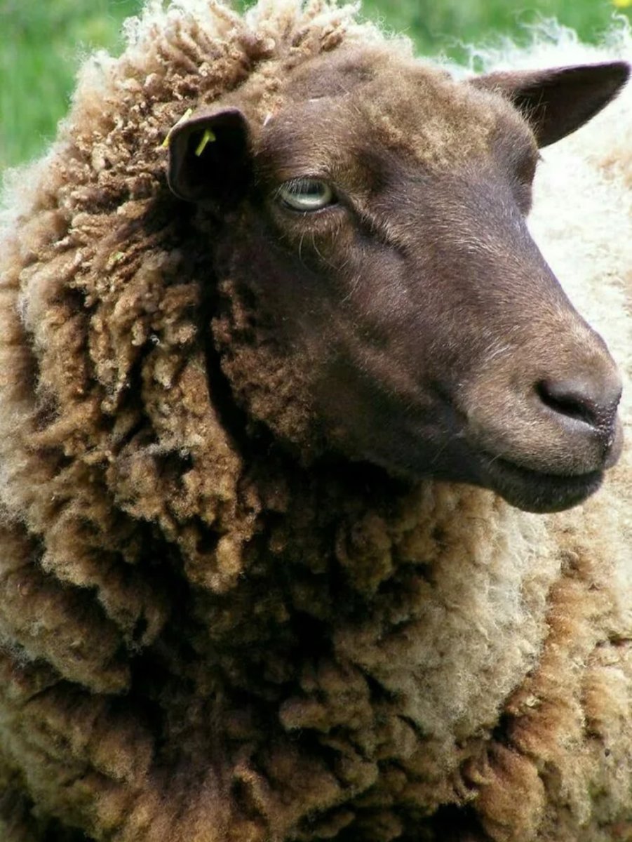 Коричневый баран