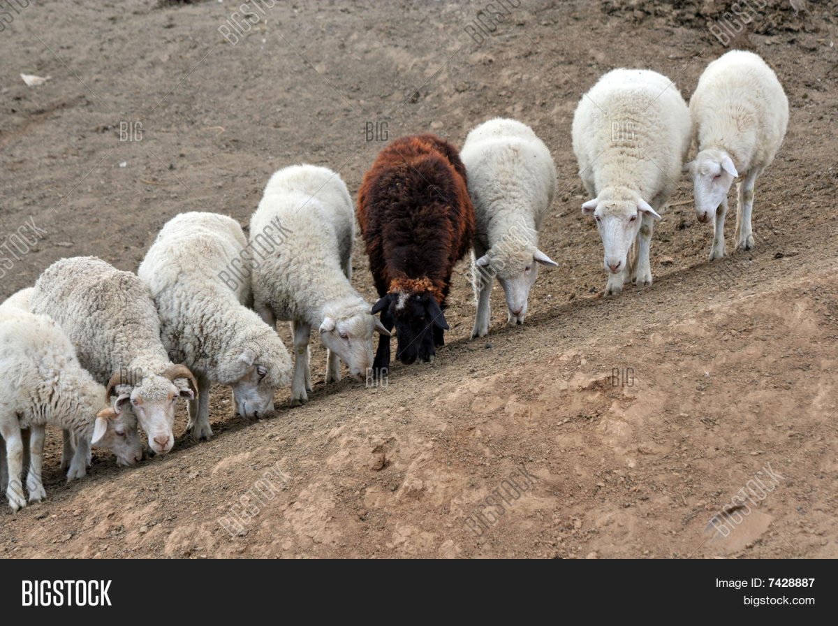 Овечья семь