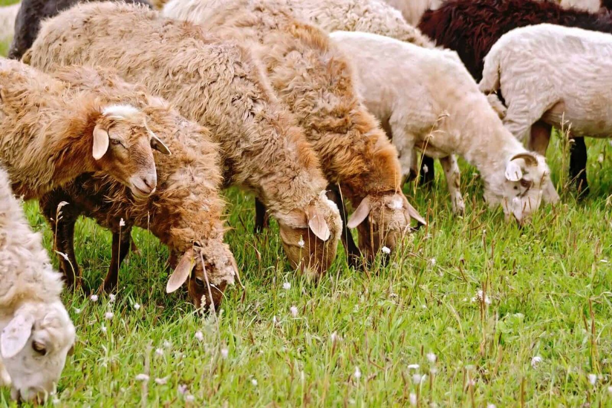 Белые и коричневые бараны