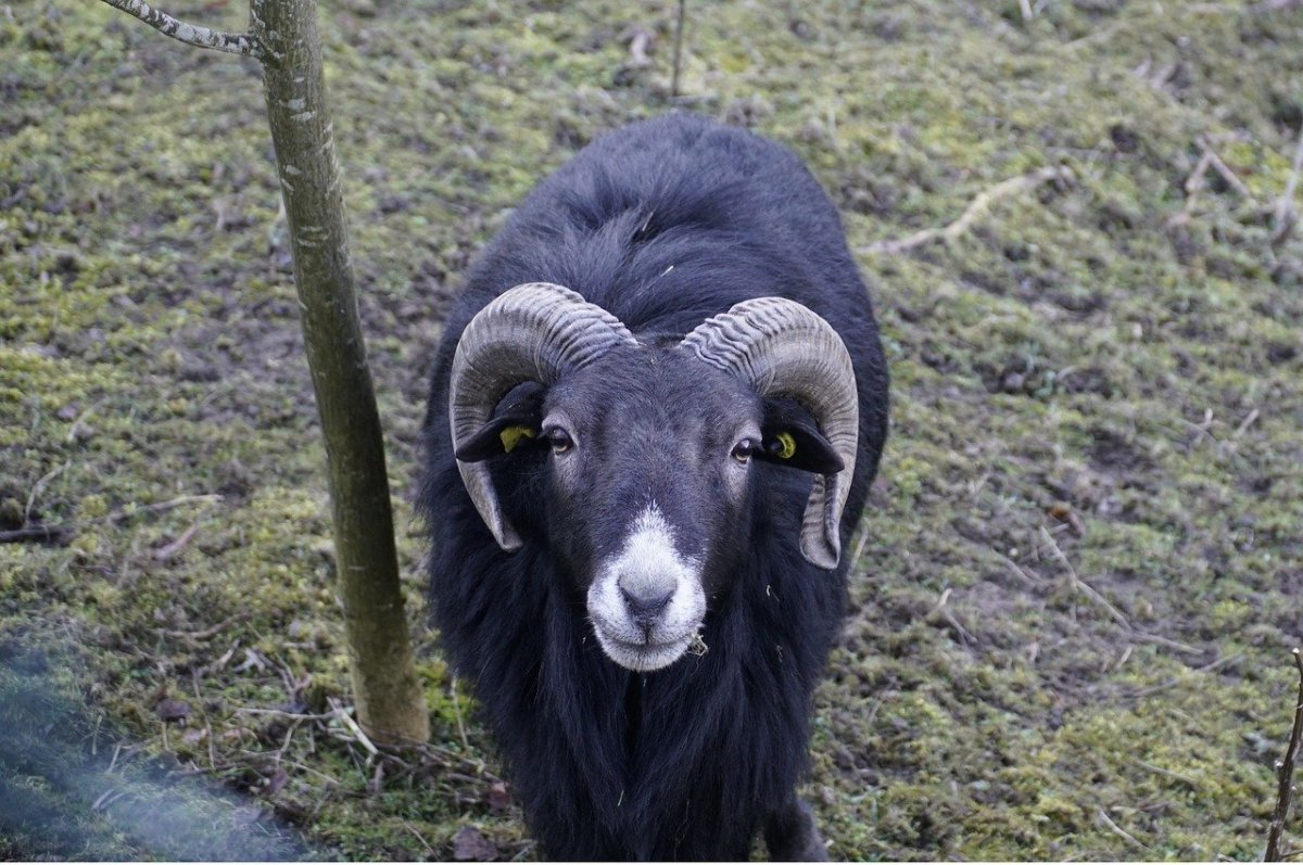 Черный барашек