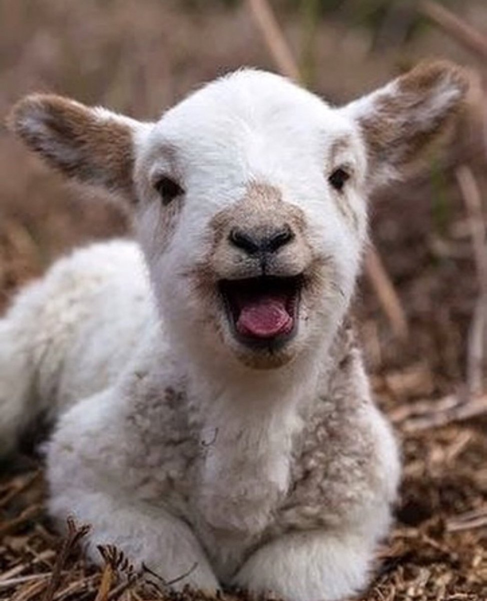 Козлик и ягненок