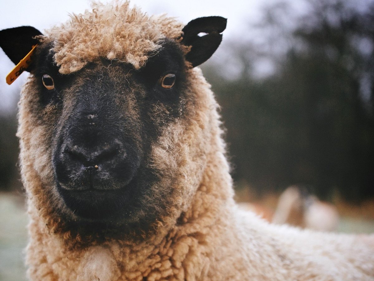 Морда овцы