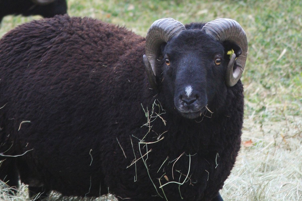Альдебейский баран