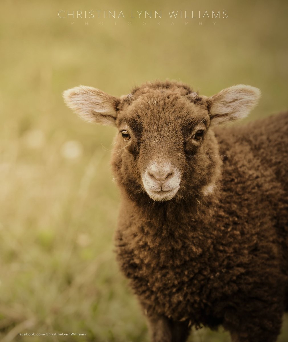 Коричневый баран