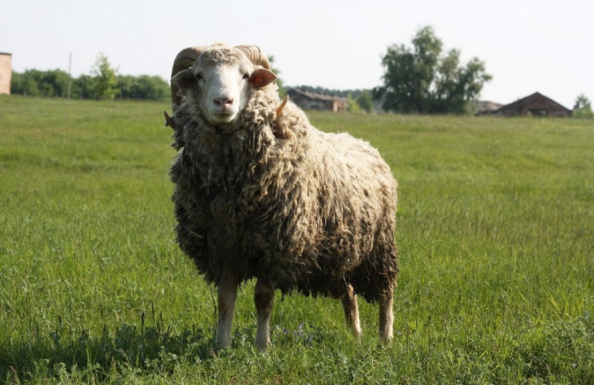 Ярка Овечка