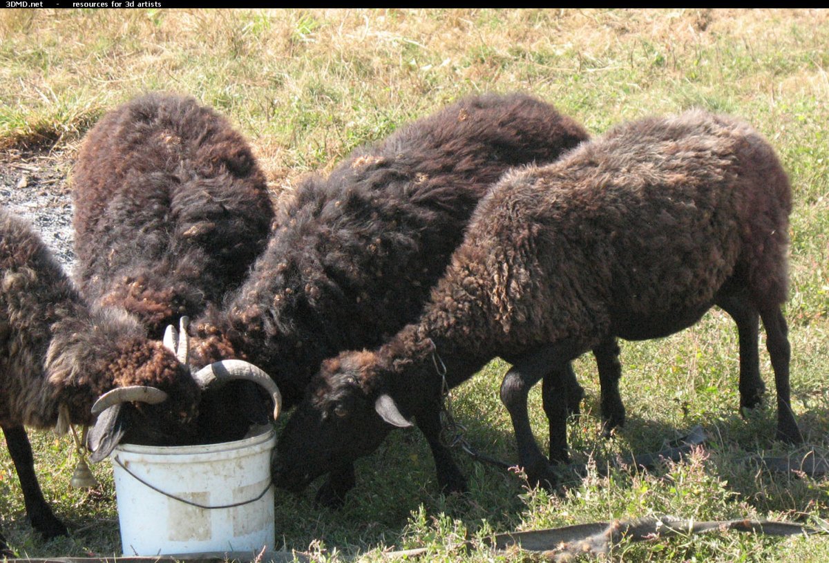 Коричневый баран