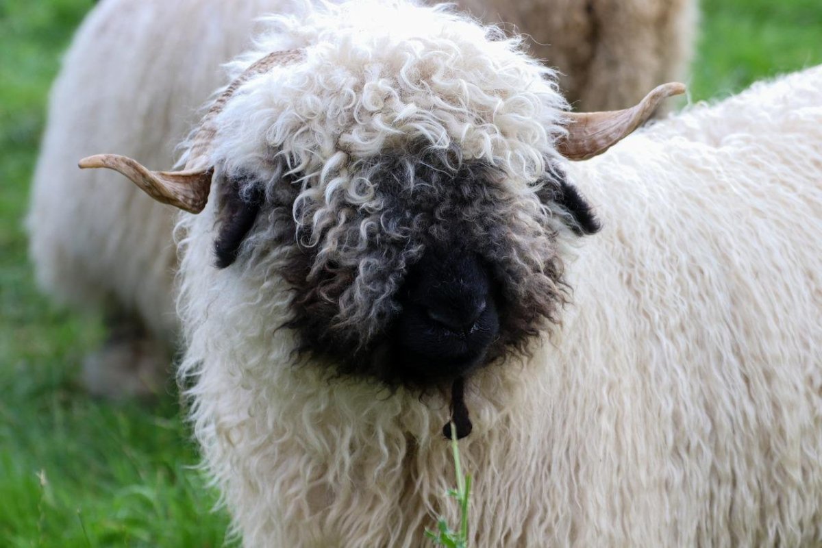 Коза меринос