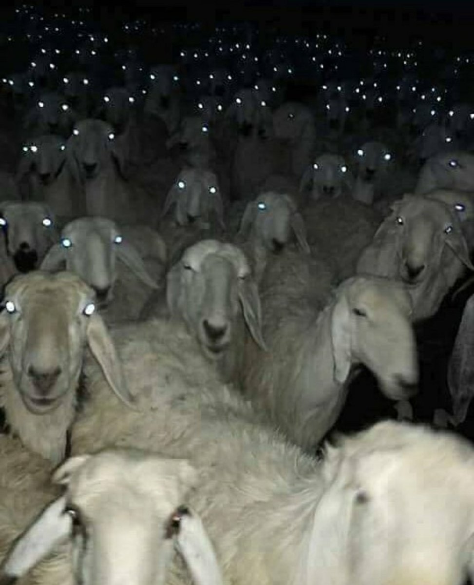Стадо Баранов в тесноте