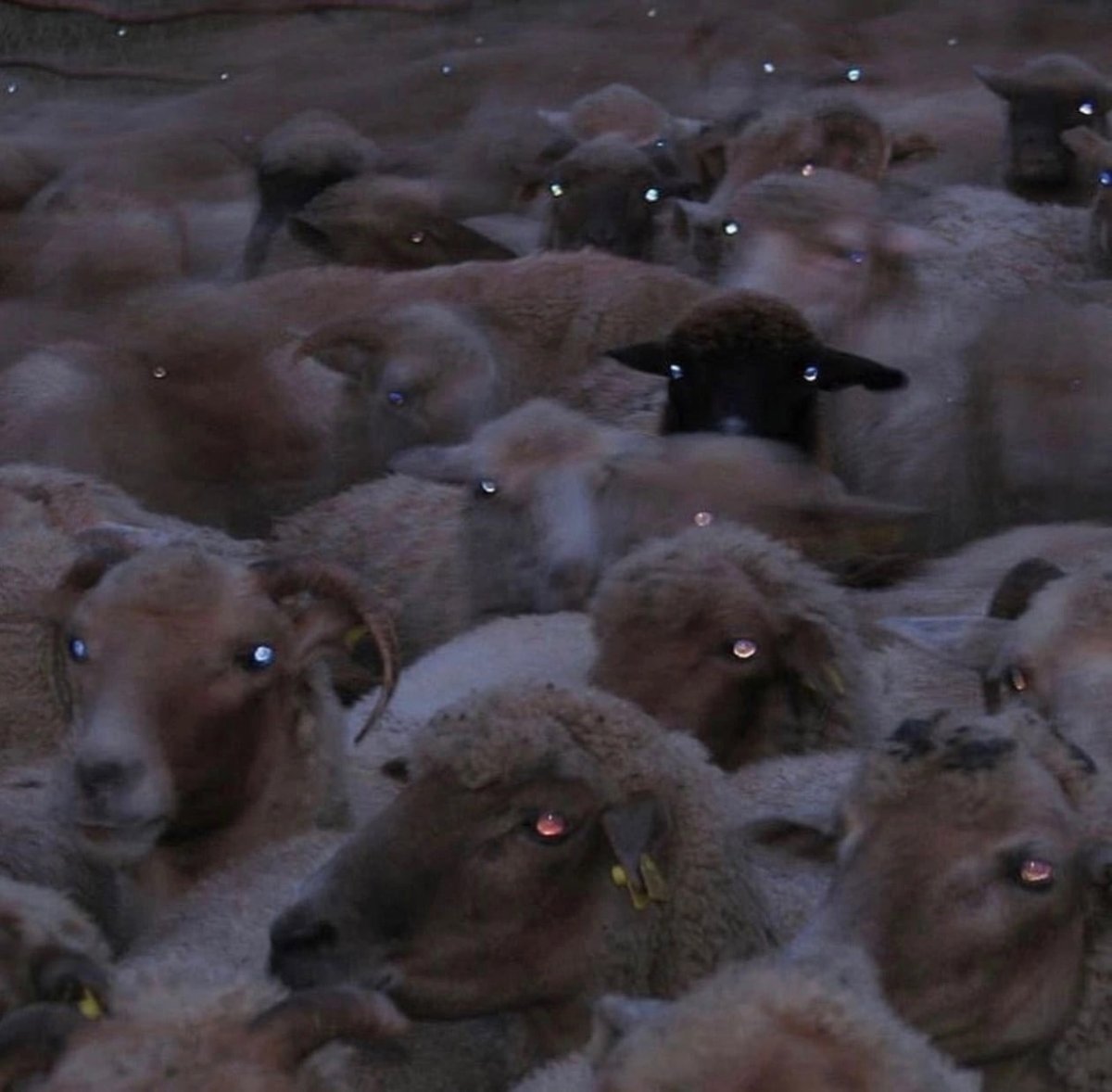 Овцы Эстетика