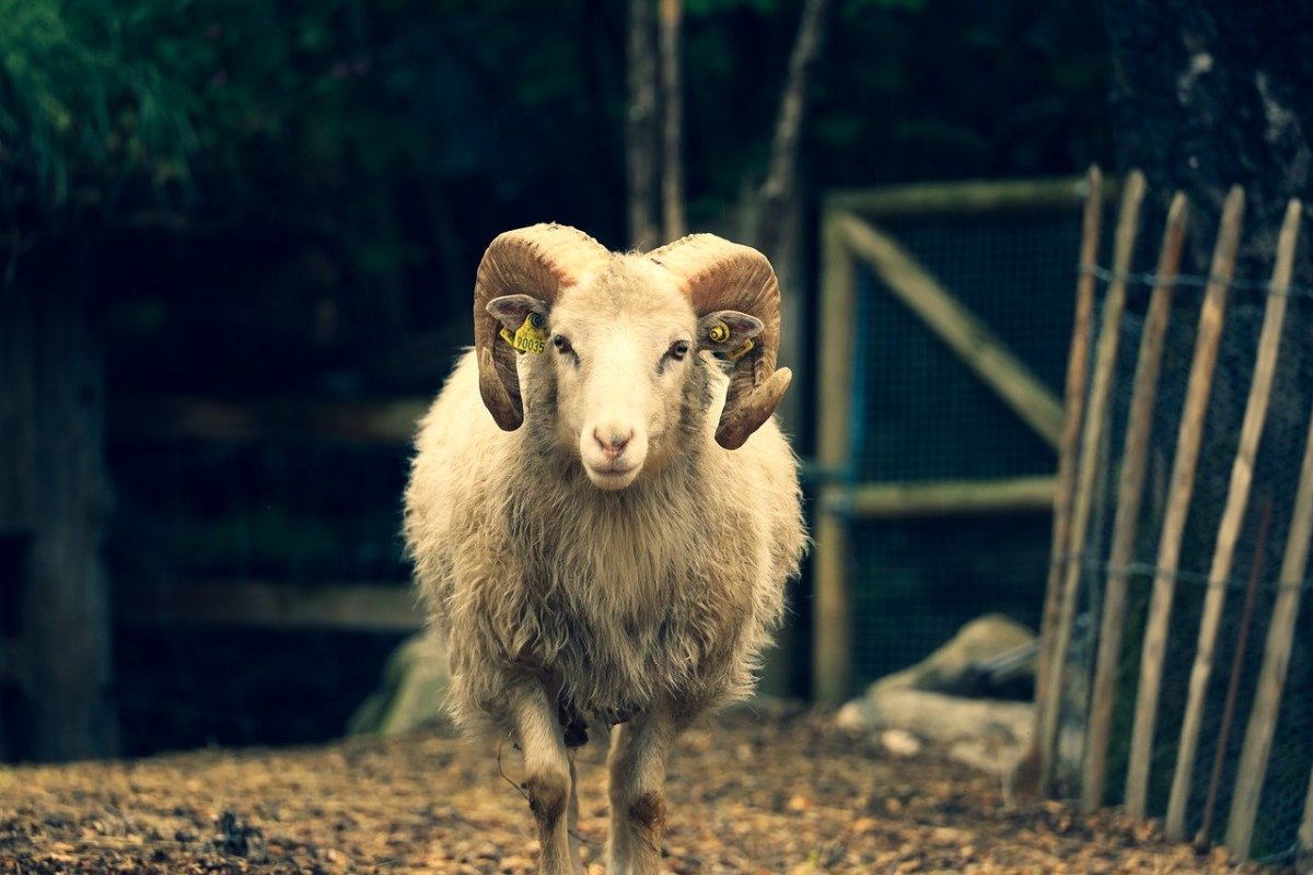 Коричневая овца