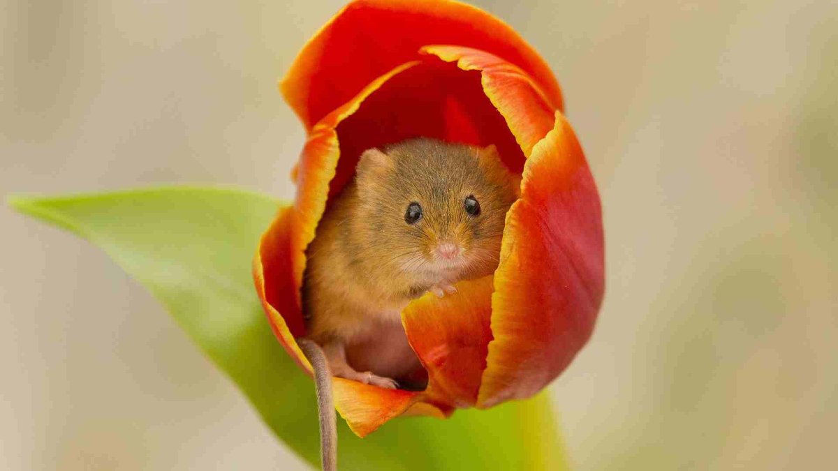 Мышь Малютка в цветке