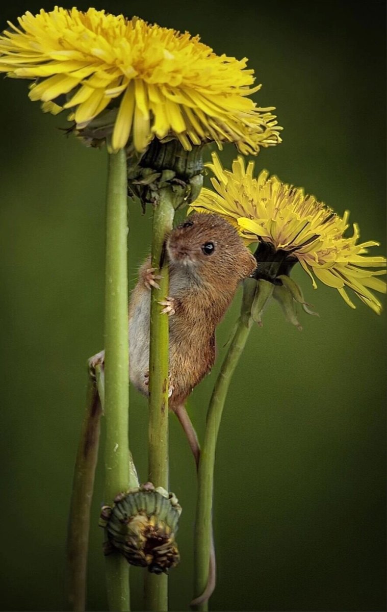 Мышь на одуванчике