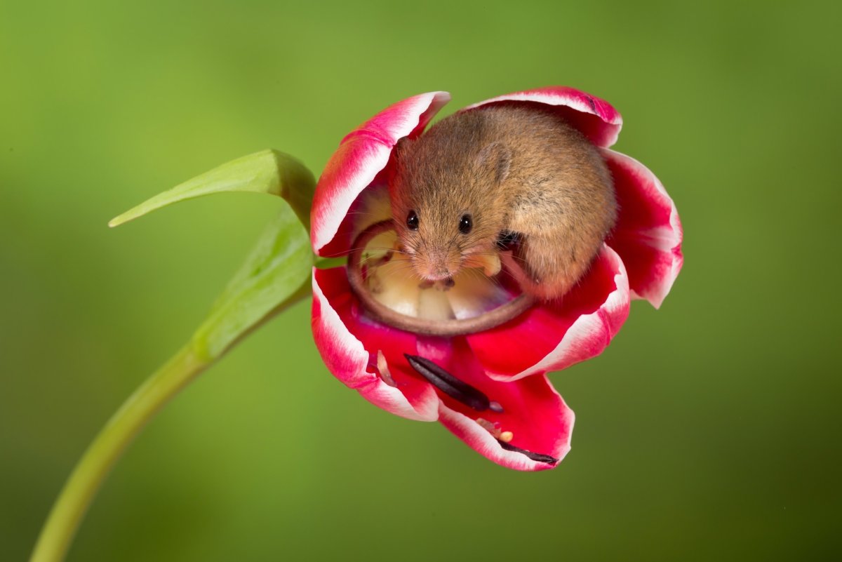 Мышь Малютка в тюльпане