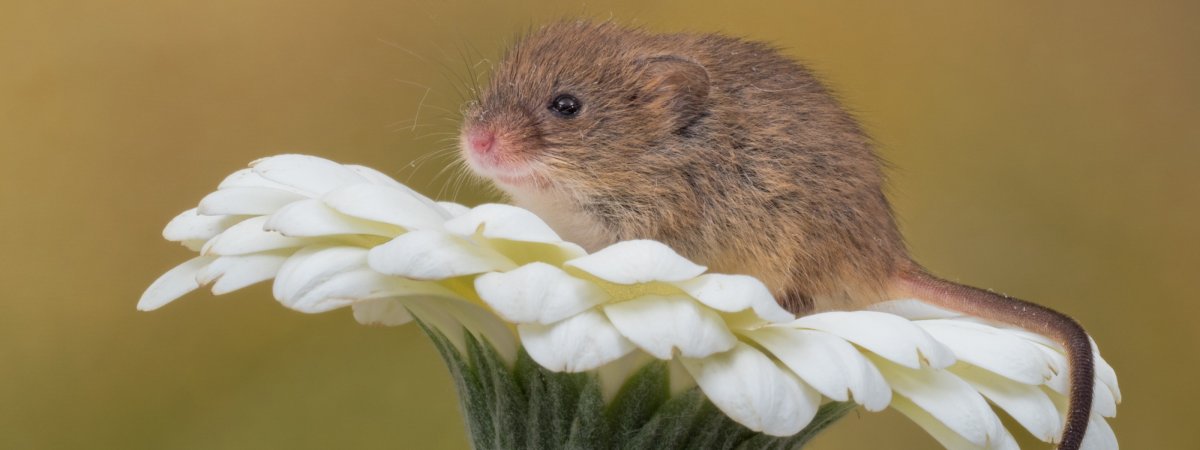 Мышь Малютка череп