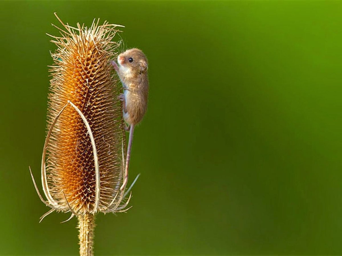 Животные едят камыш