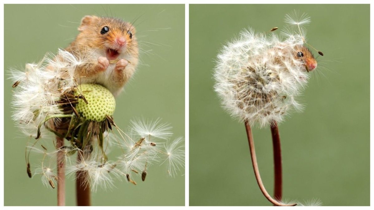 Мышь на одуванчике