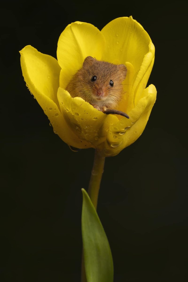 Мышь Малютка гнездо