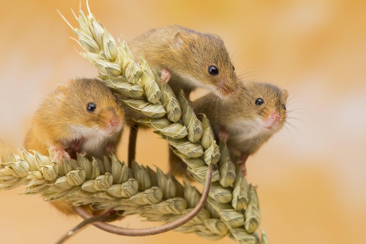 Мышиная среда