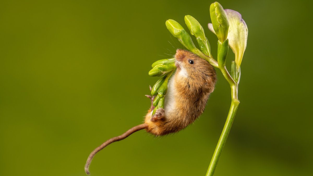Мышь-Малютка в тайге