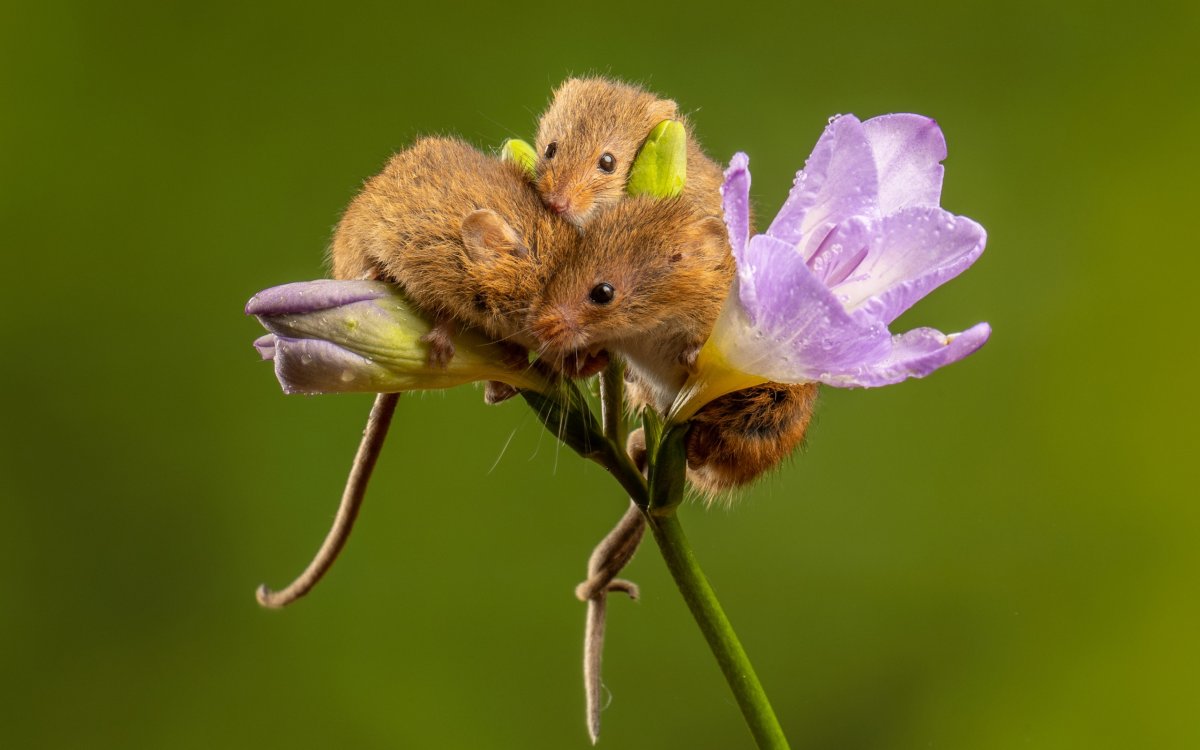 Мышь в бутоне цветка