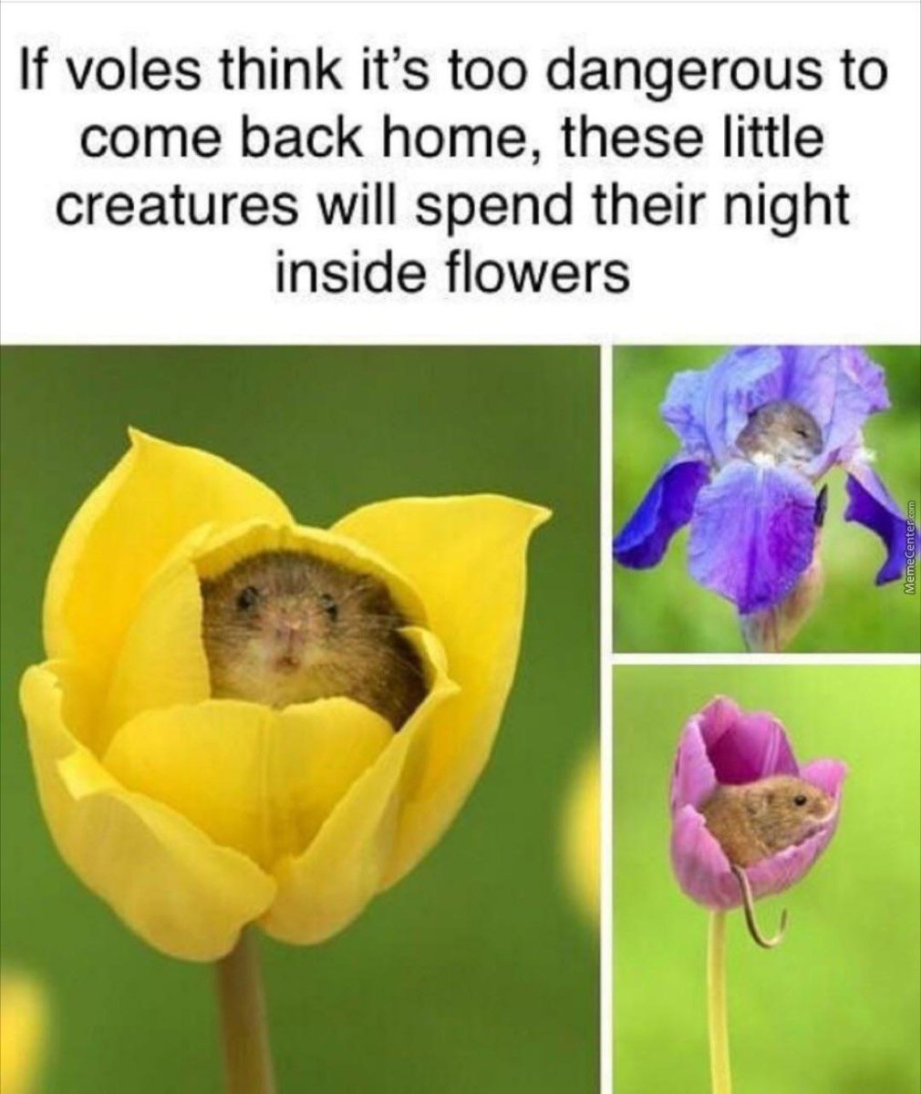 Мышонок спящий в ирисе