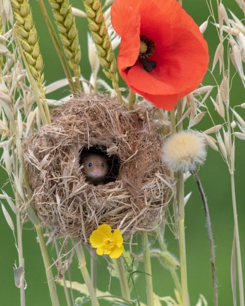 Мышь Малютка гнездо