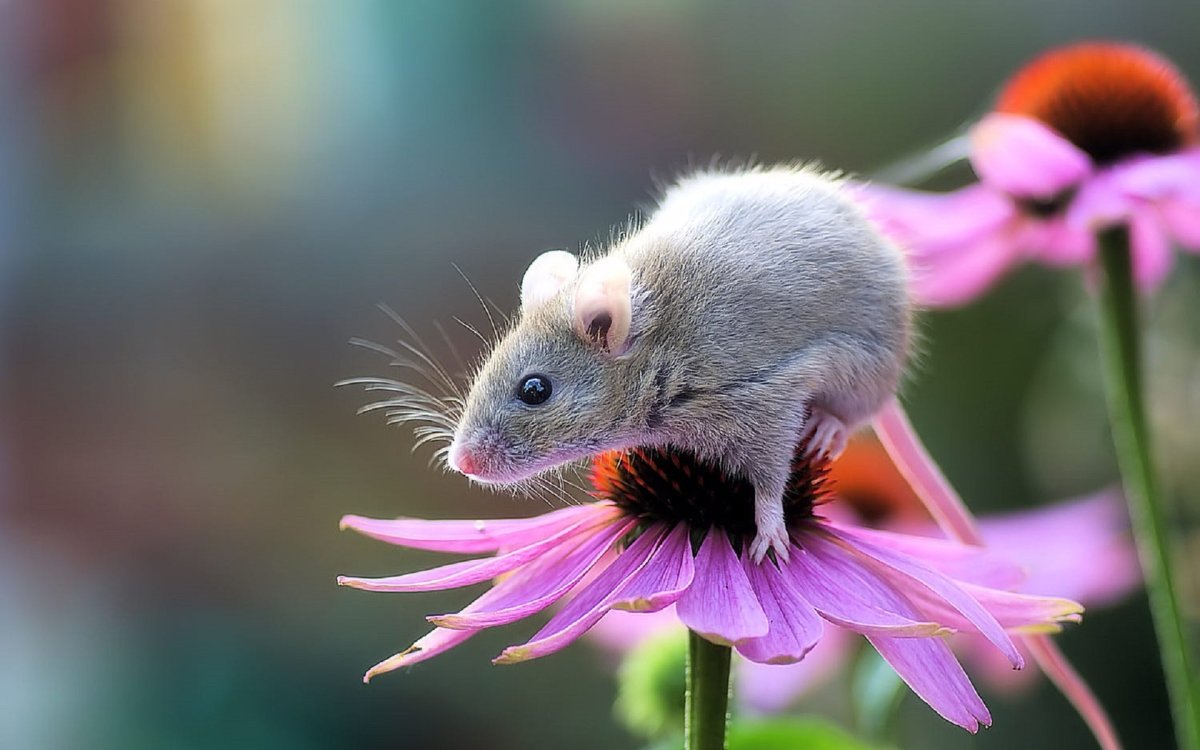 Обои на смартфон вертикальные мышонок на цветочке