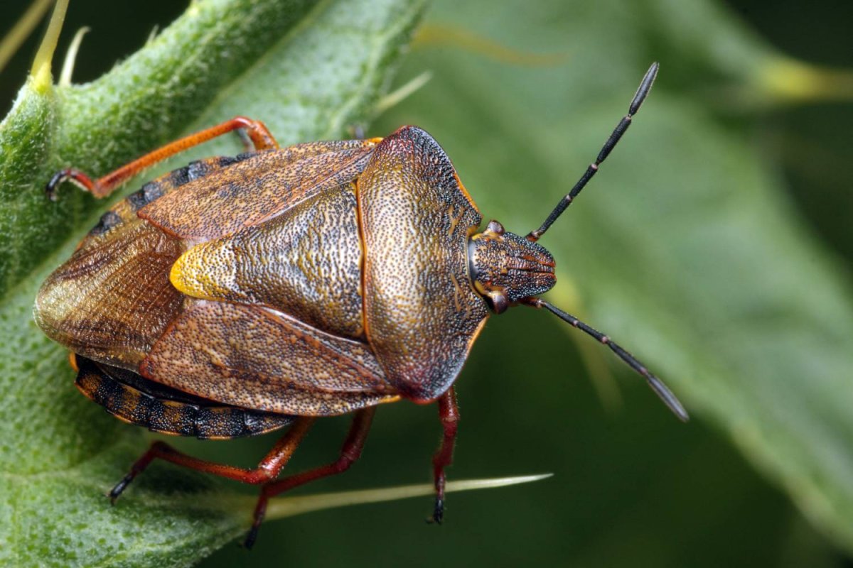 Древесный клоп щитник