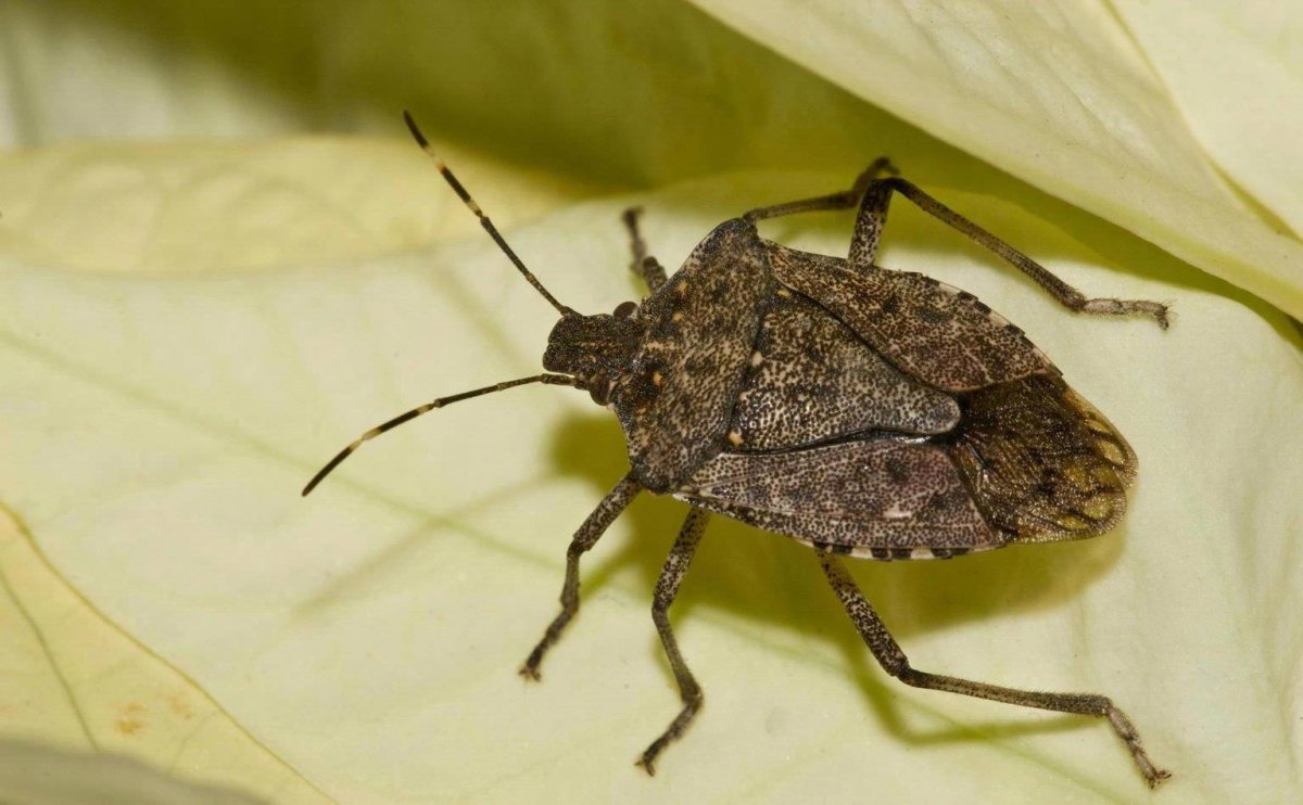 Клоп мраморный щитник