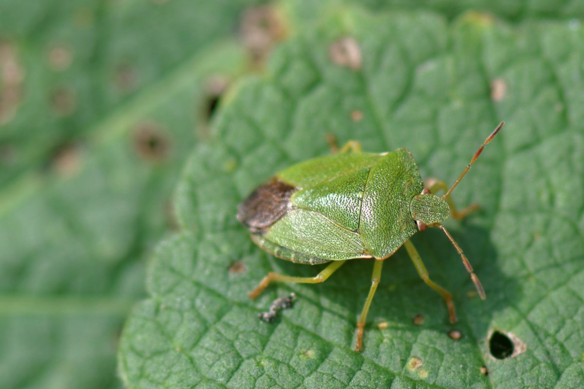 Маленький зеленый клоп