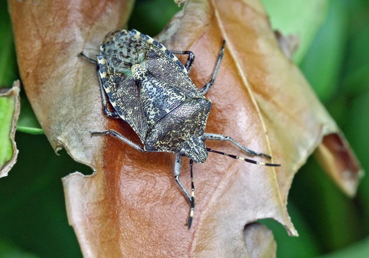 Щитник мраморный