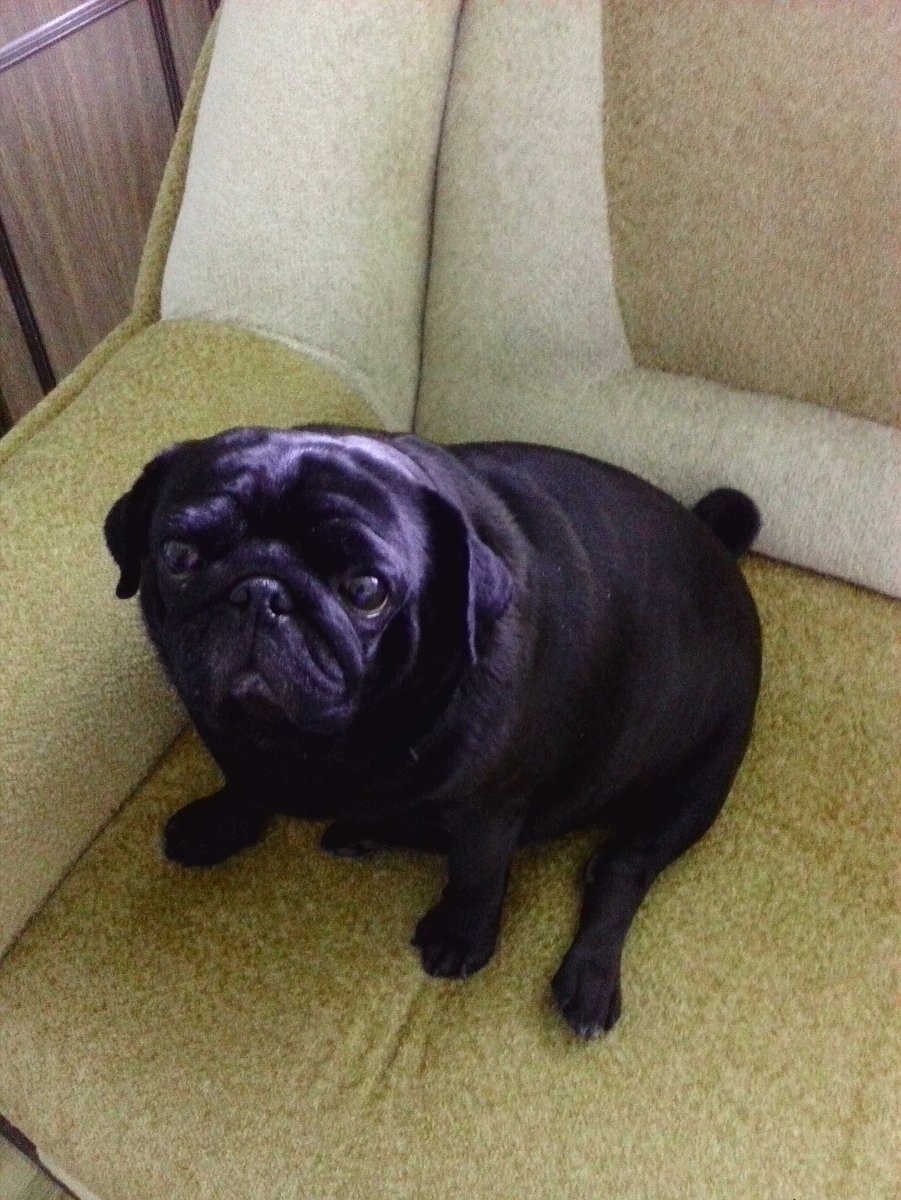 Черный Мопс девочка