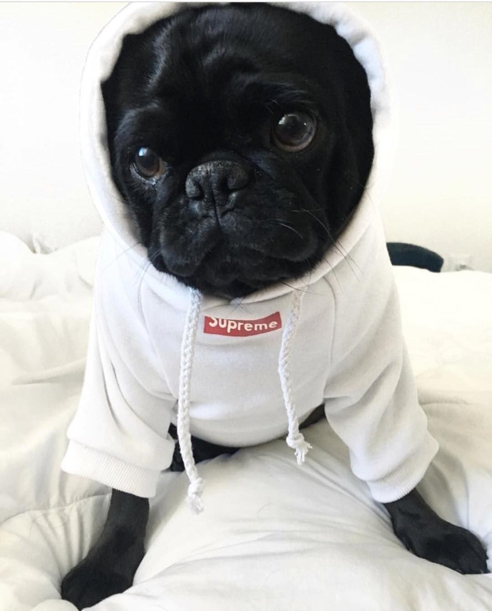 Милые мопсы черные