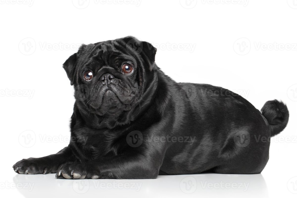 Черный и белый Мопс