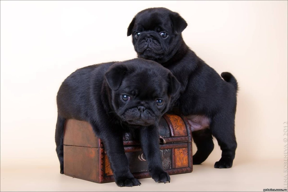 Собака Мопс черный