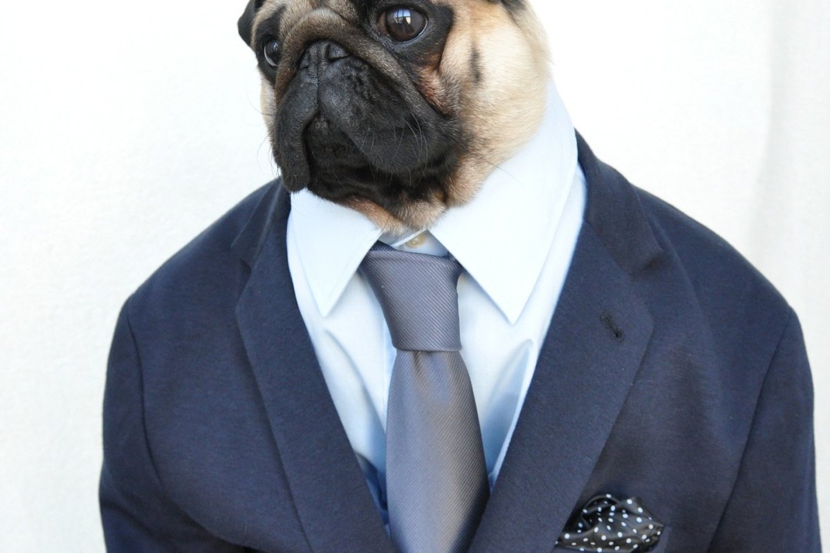 Мопс в деловом костюме