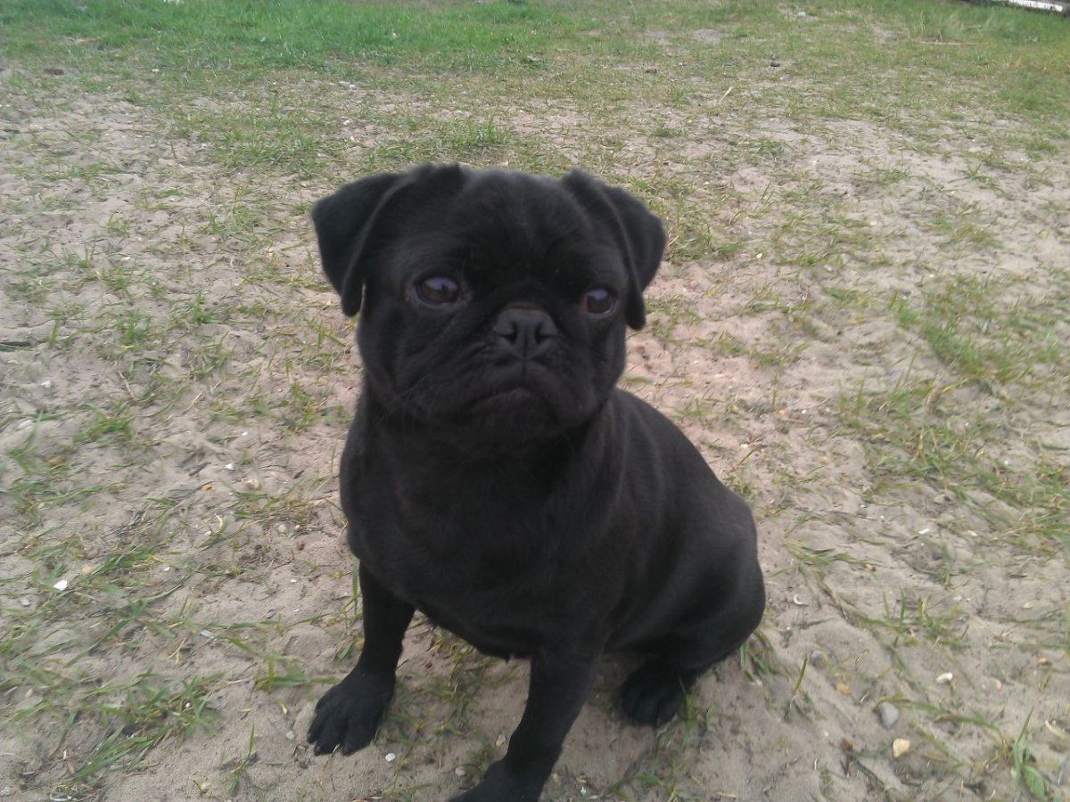 Капуч Блэк Мопс 300