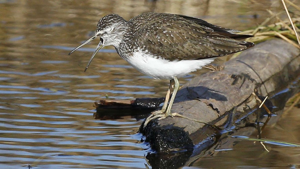 Кулик Черныш фото