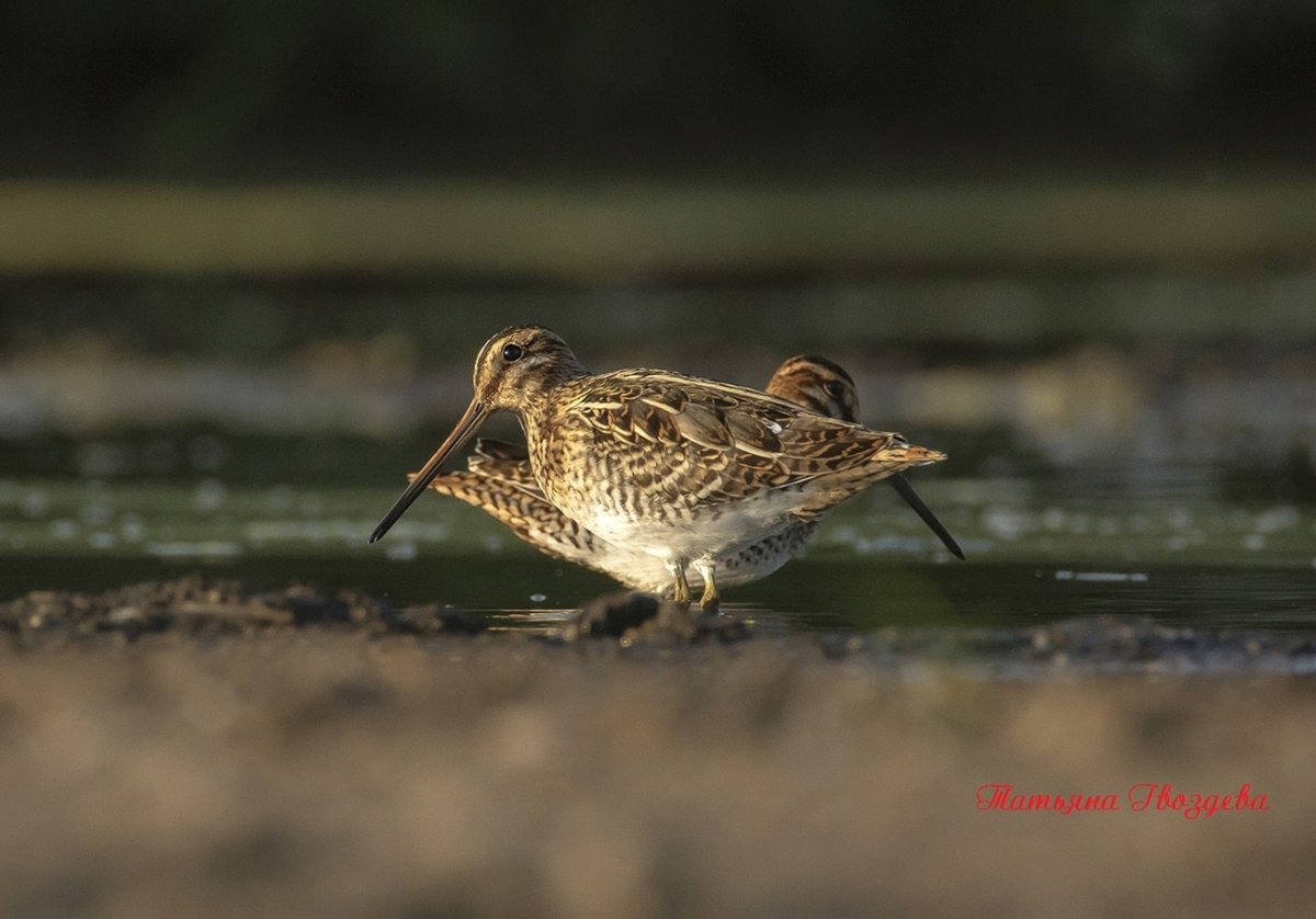 Болотная птица с длинным клювом