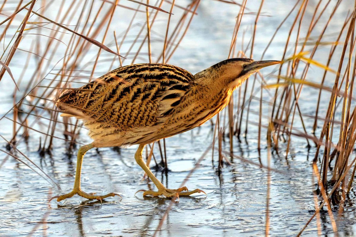 Выпь Болотная