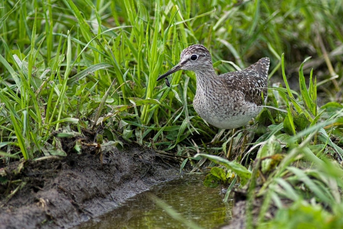 Болотная птичка Кулик