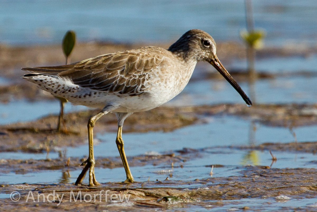 Кулик птица Болотная