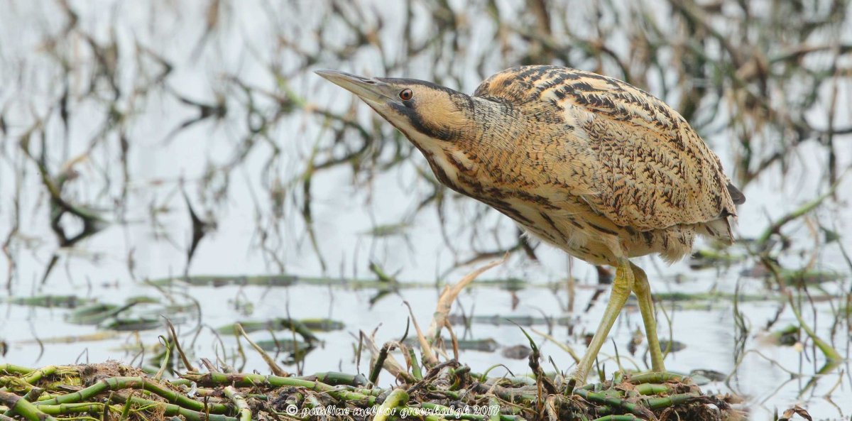 Выпь обыкновенная
