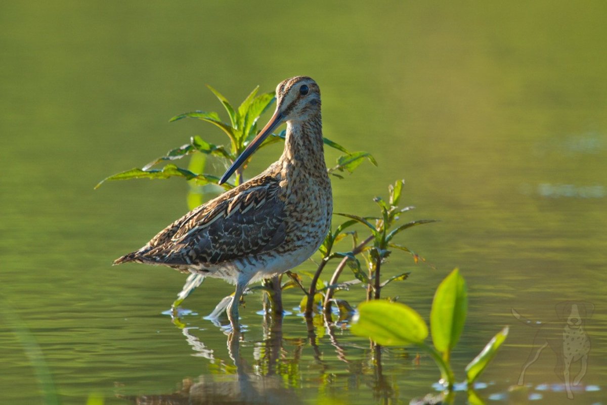 Бекас Долгонос