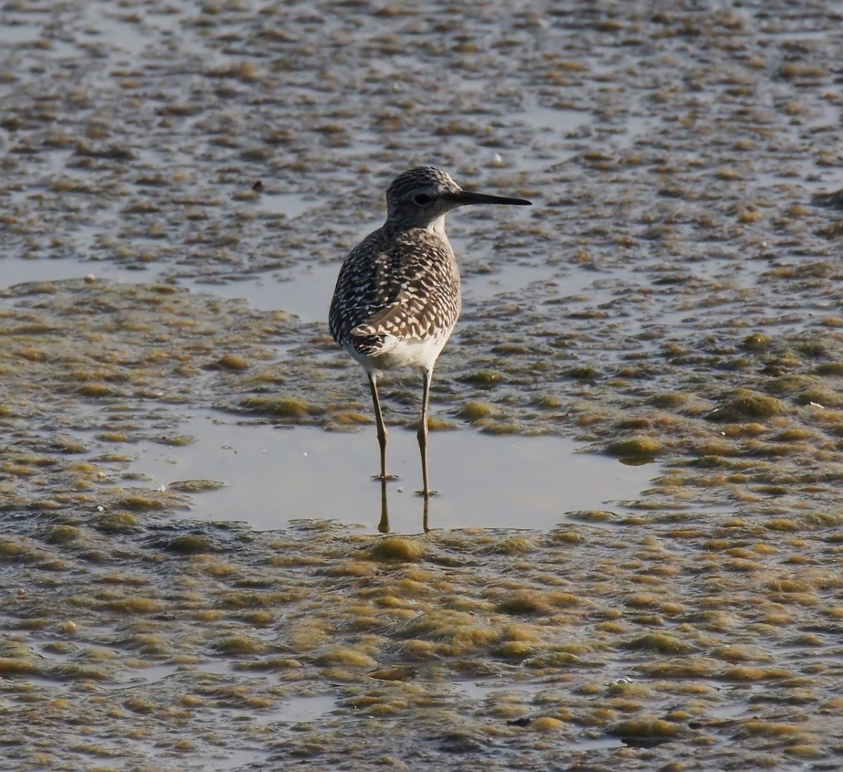Маленький болотный Кулик