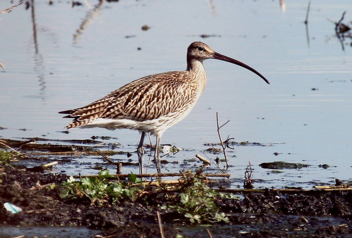 Бекас Кулик птица