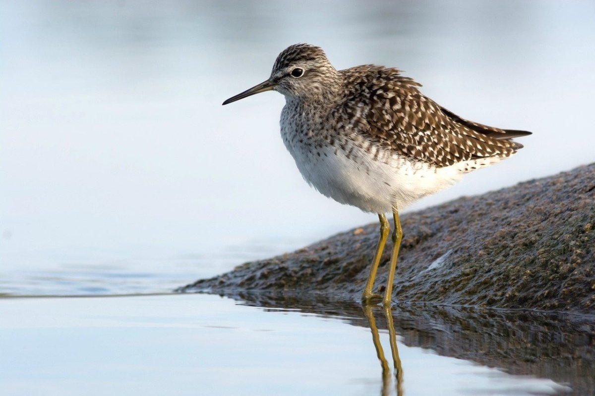 Болотные птицы Ленинградской области