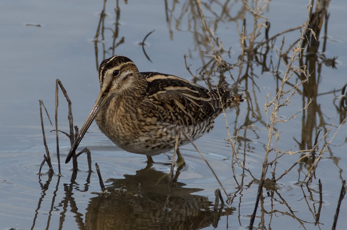 Морской Бекас